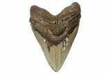 Fossil Megalodon Tooth - North Carolina #188230-1